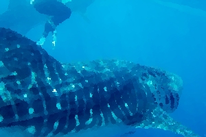 Donsole Whale Sharks
